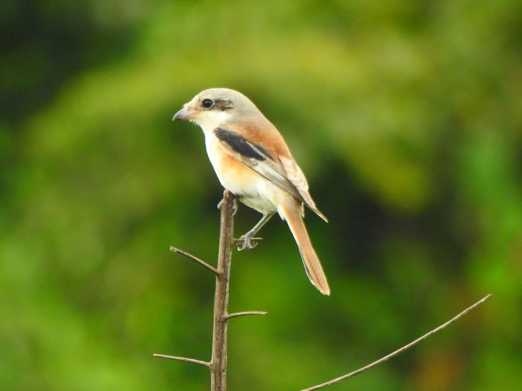 褐背伯劳(Lanius vittatus)