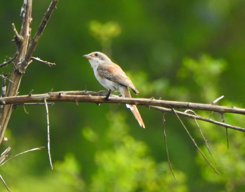 褐背伯劳(Lanius vittatus)
