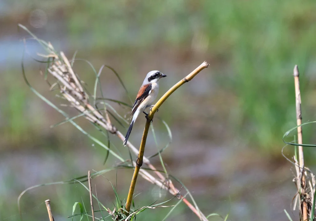 褐背伯劳(Lanius vittatus)