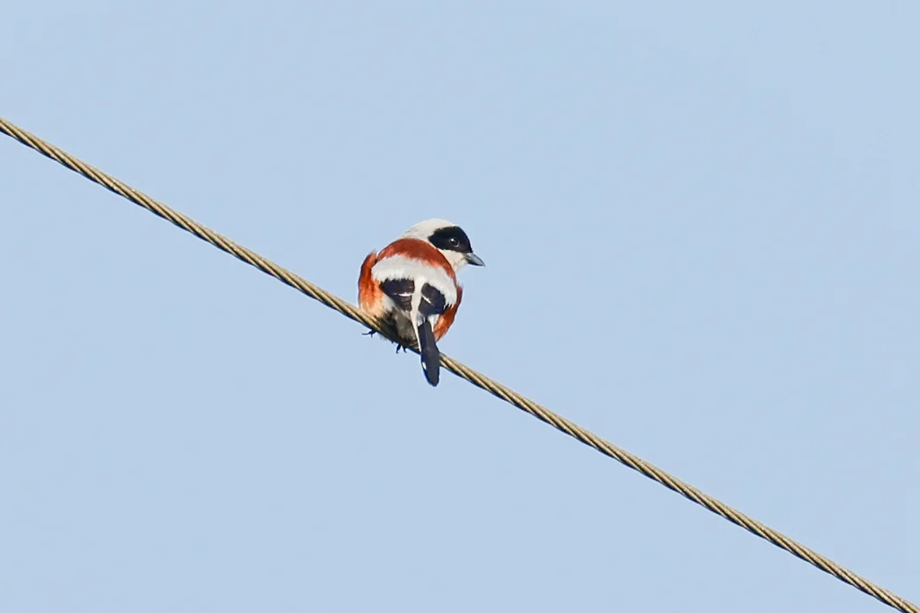 褐背伯劳(Lanius vittatus)