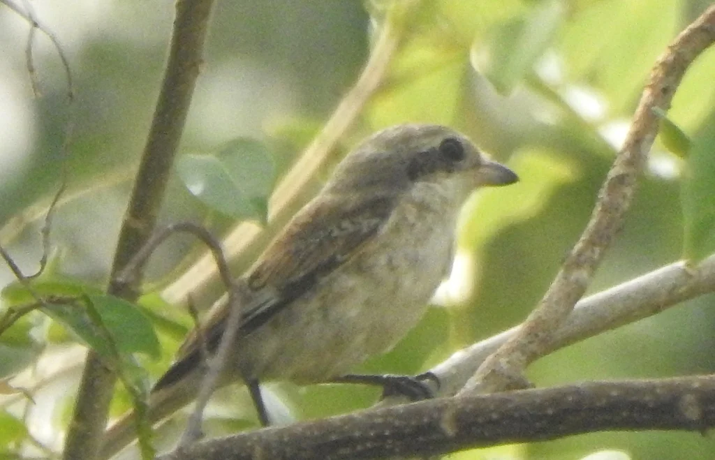 褐背伯劳(Lanius vittatus)