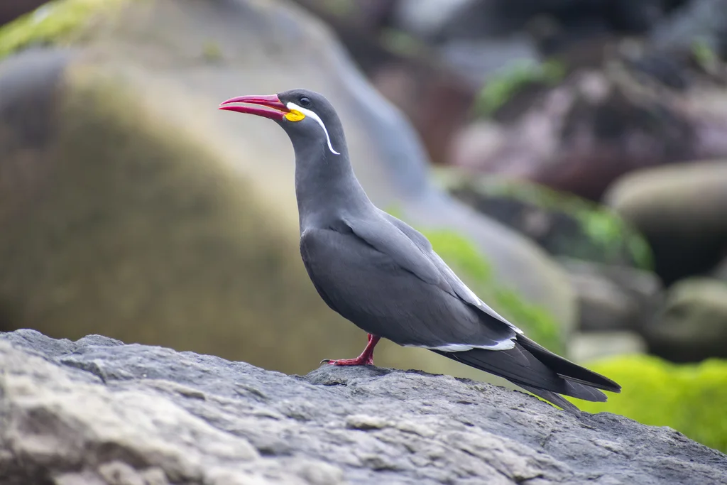 印加燕鸥(Larosterna inca)