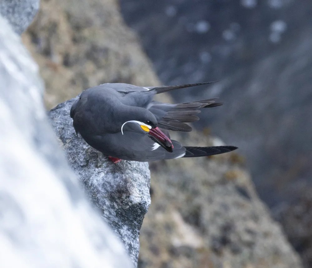 印加燕鸥(Larosterna inca)