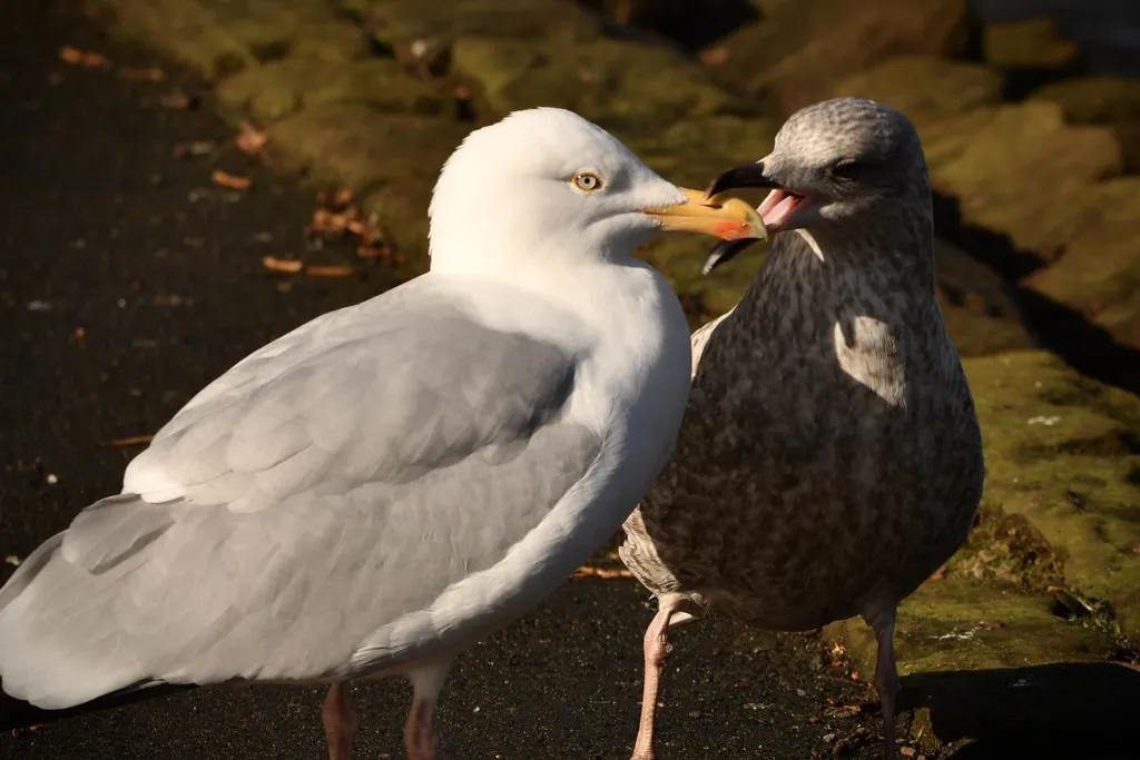 银鸥(Larus argentatus)