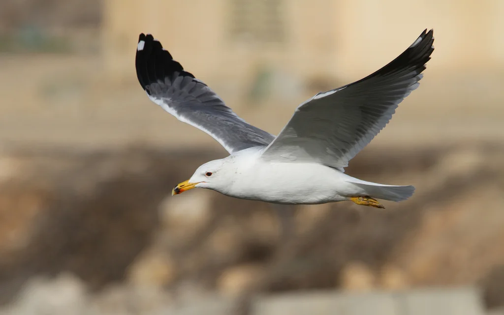 亚美尼亚鸥(Larus armenicus)