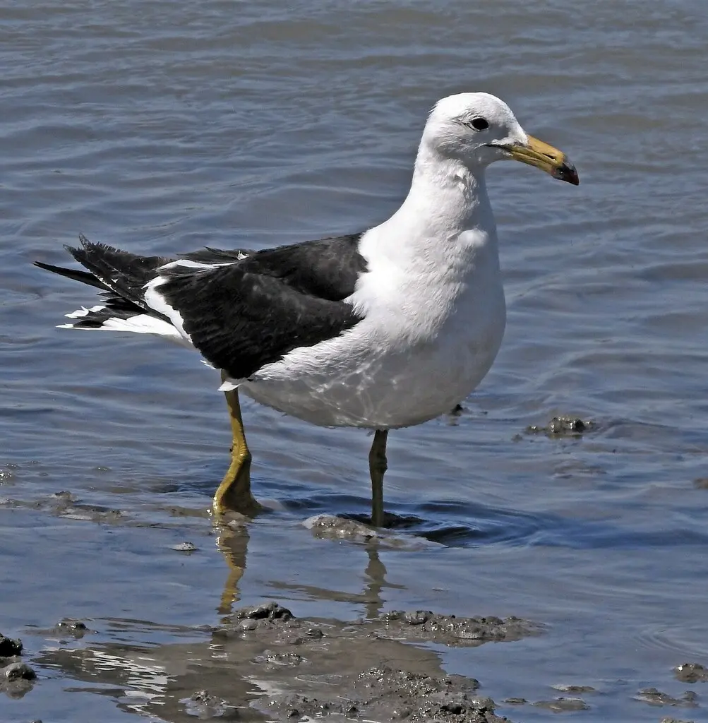 大西洋鸥（Larus atlanticus）