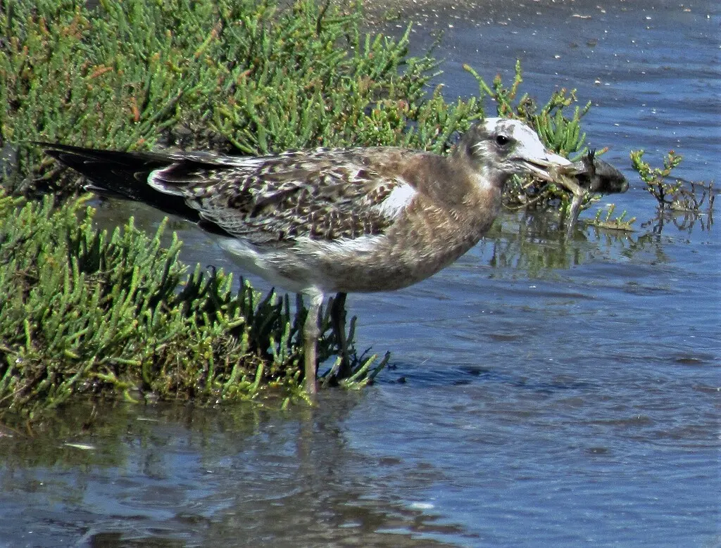 大西洋鸥（Larus atlanticus）
