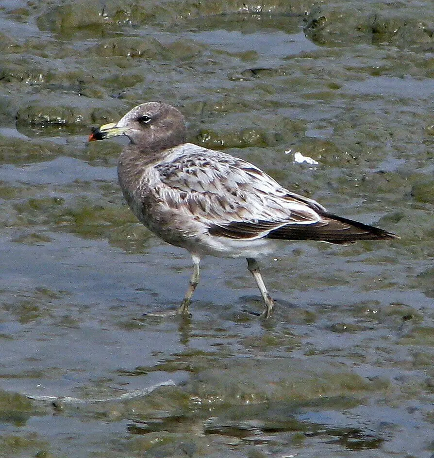 大西洋鸥（Larus atlanticus）