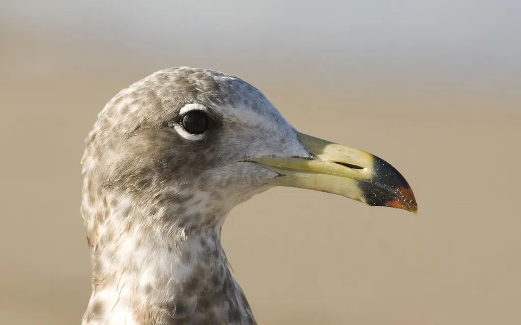 大西洋鸥（Larus atlanticus）