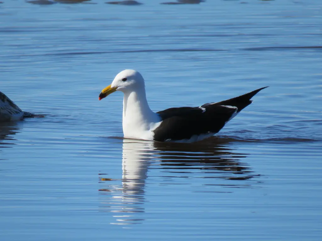 大西洋鸥（Larus atlanticus）