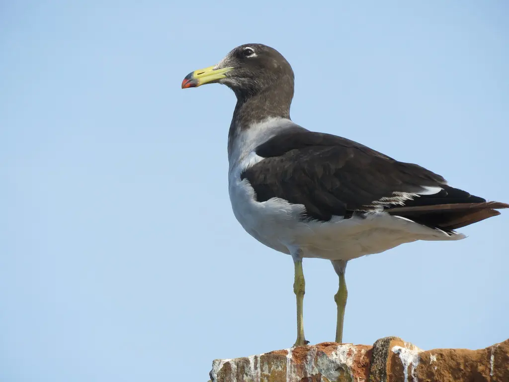 斑尾鸥(Larus belcheri)