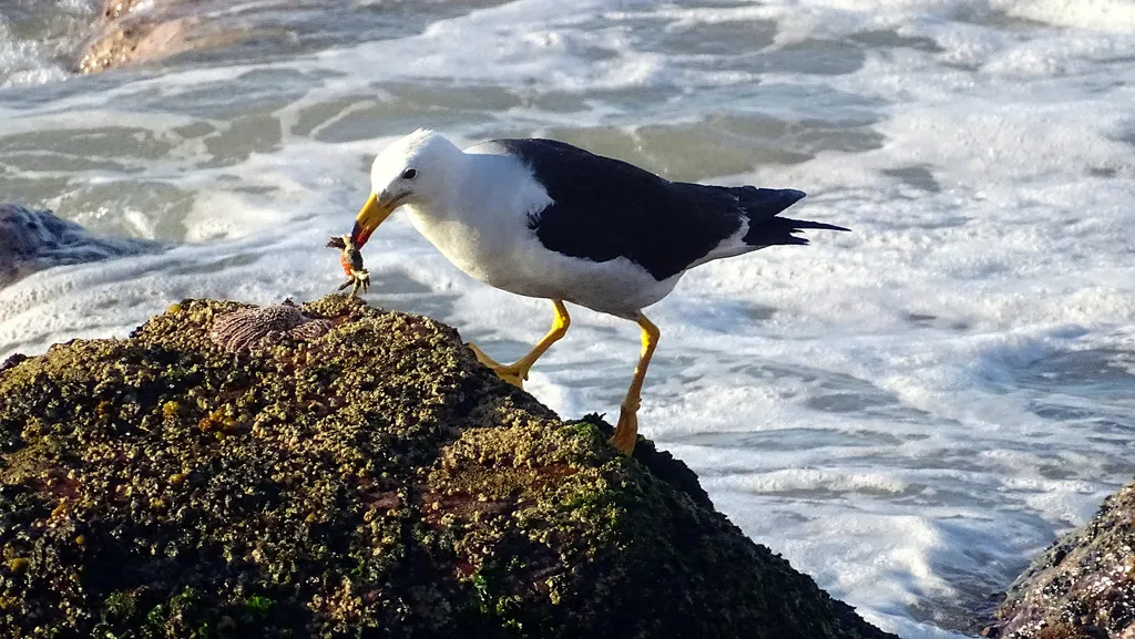 斑尾鸥(Larus belcheri)