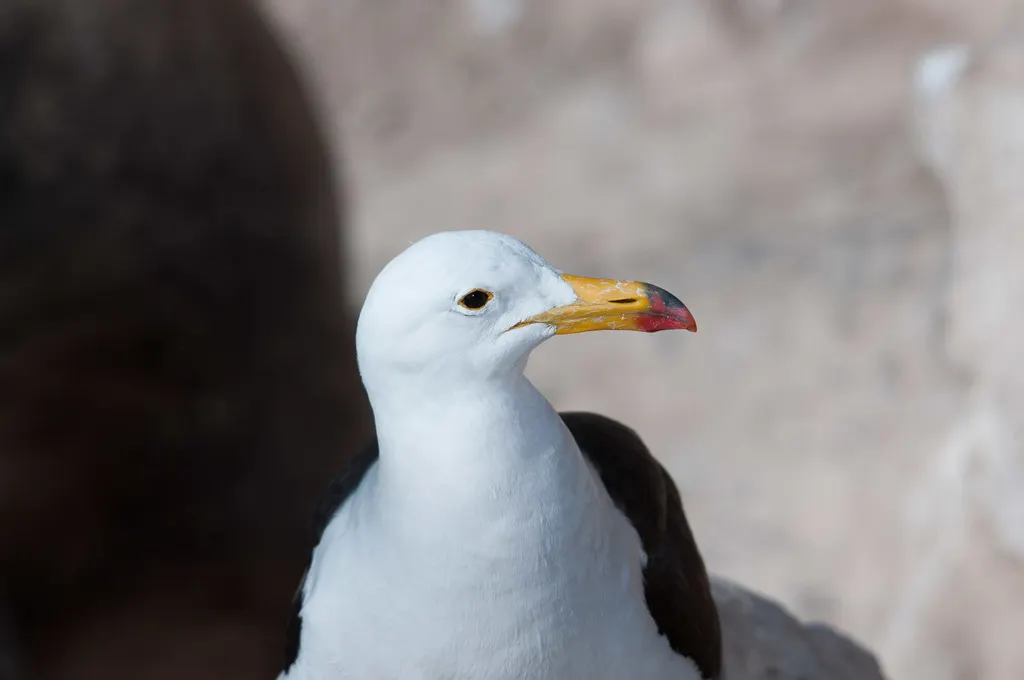斑尾鸥(Larus belcheri)