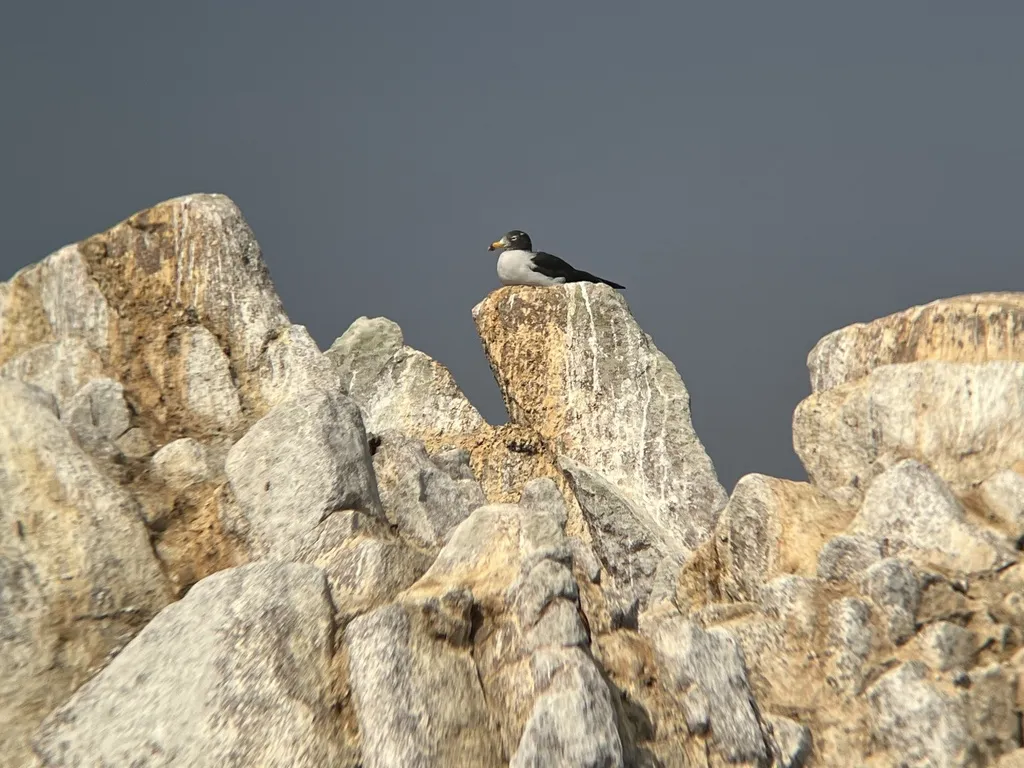 斑尾鸥(Larus belcheri)
