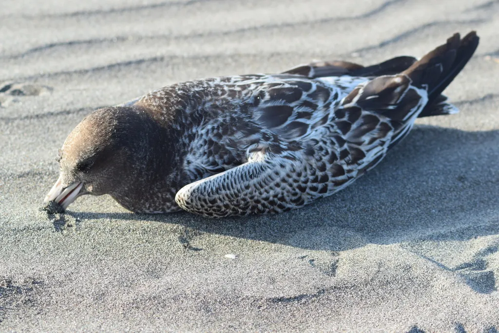 斑尾鸥(Larus belcheri)