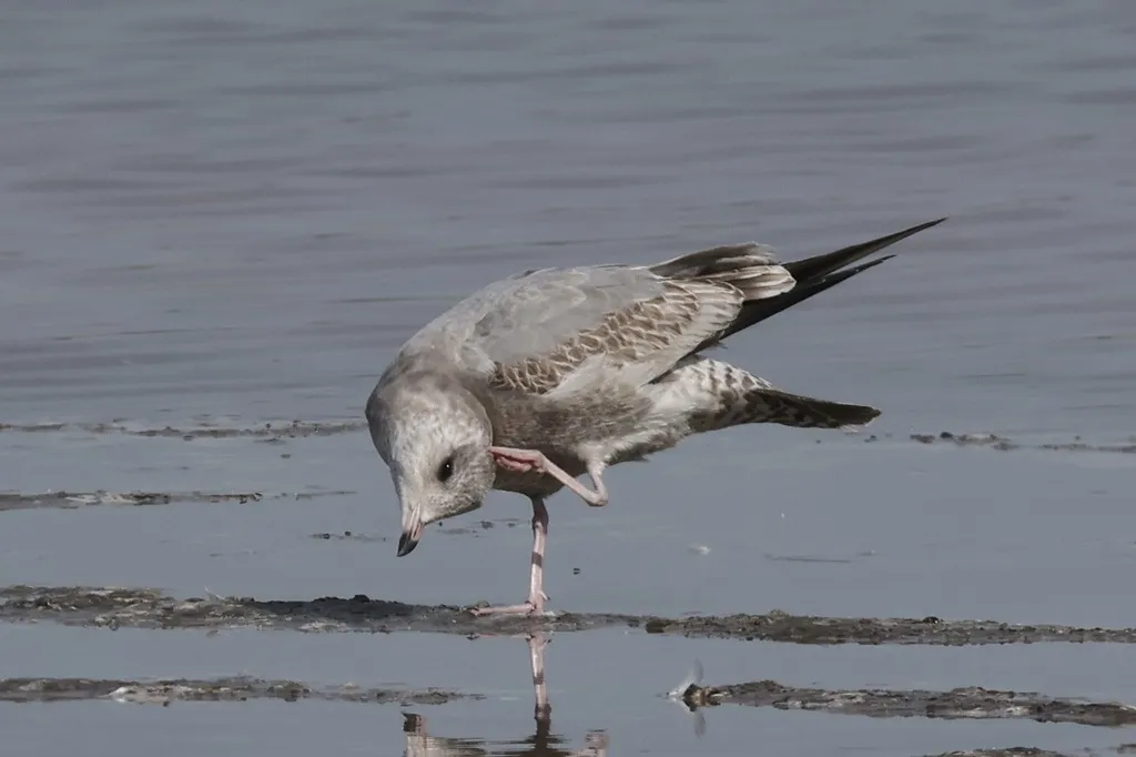 美洲海鸥(Larus brachyrhynchus)