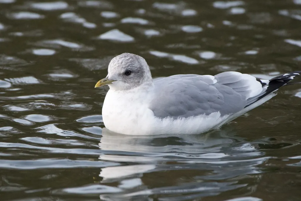 美洲海鸥(Larus brachyrhynchus)
