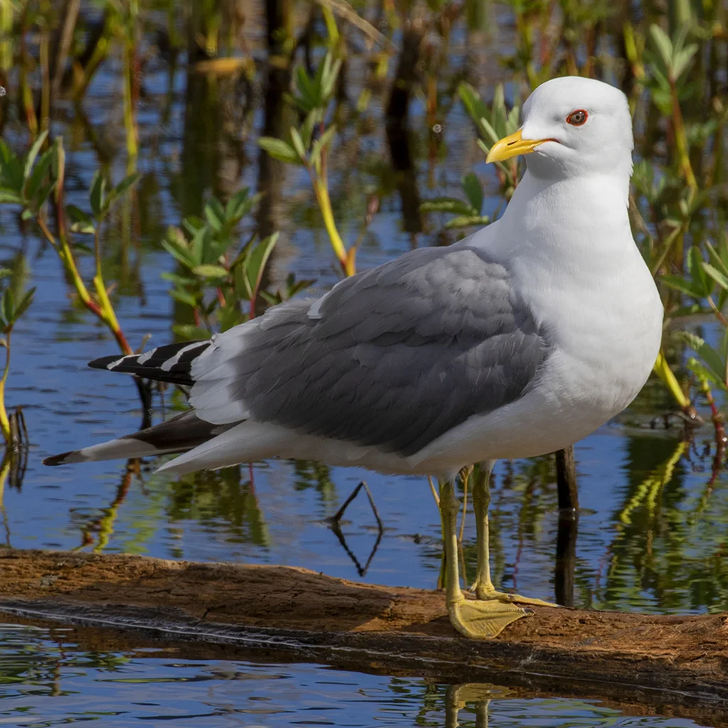 美洲海鸥(Larus brachyrhynchus)