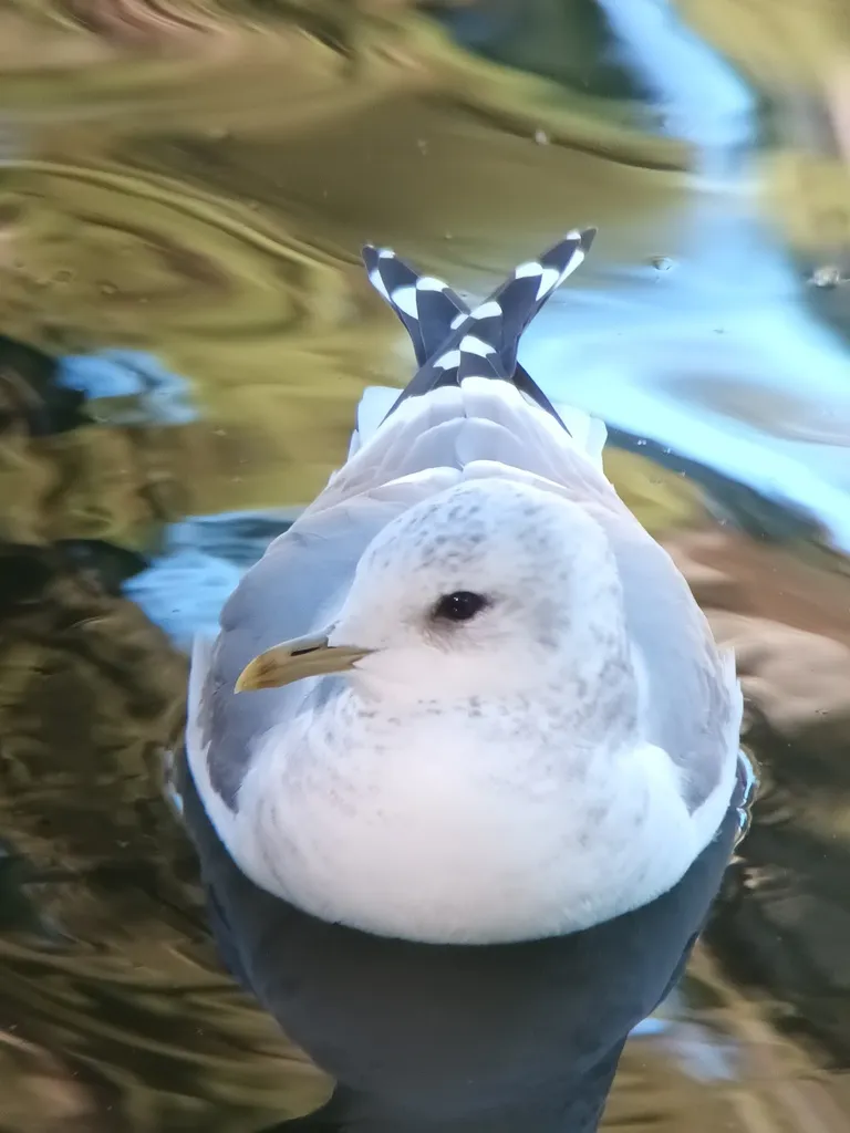 美洲海鸥(Larus brachyrhynchus)