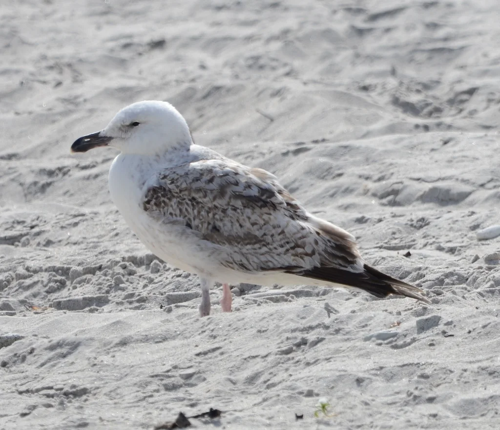 里海银鸥(Larus cachinnans)
