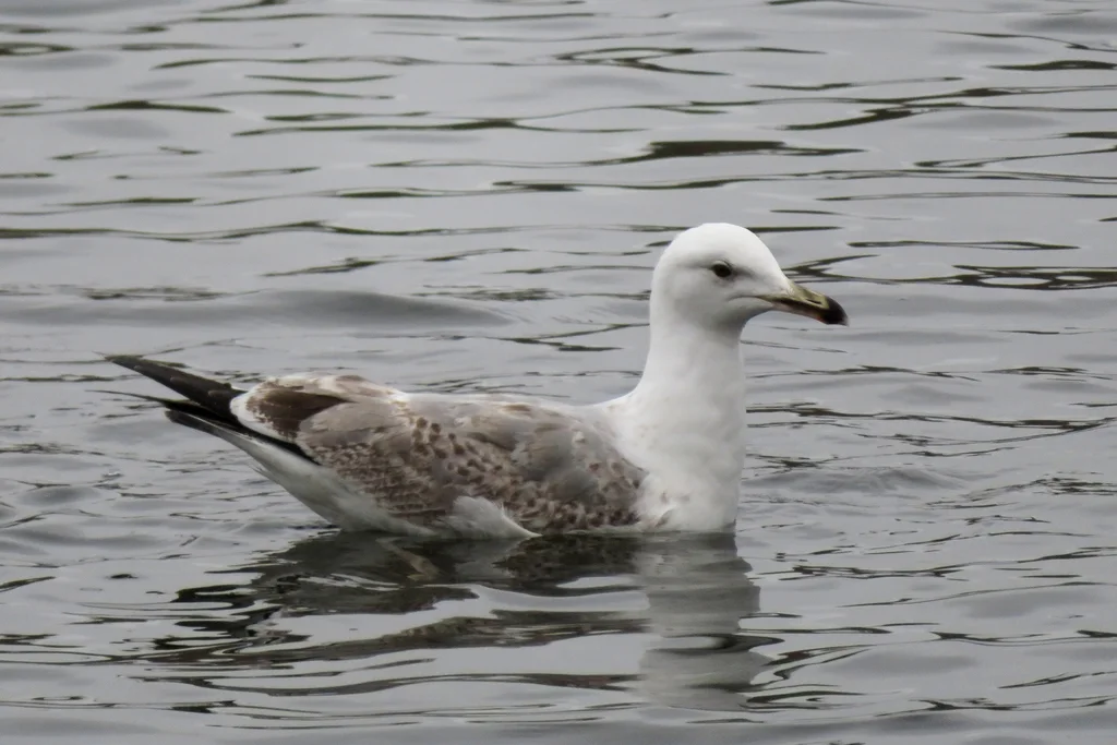 里海银鸥(Larus cachinnans)