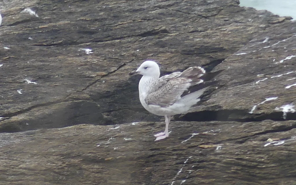 里海银鸥(Larus cachinnans)