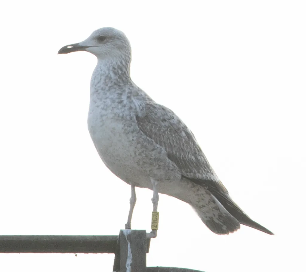 里海银鸥(Larus cachinnans)