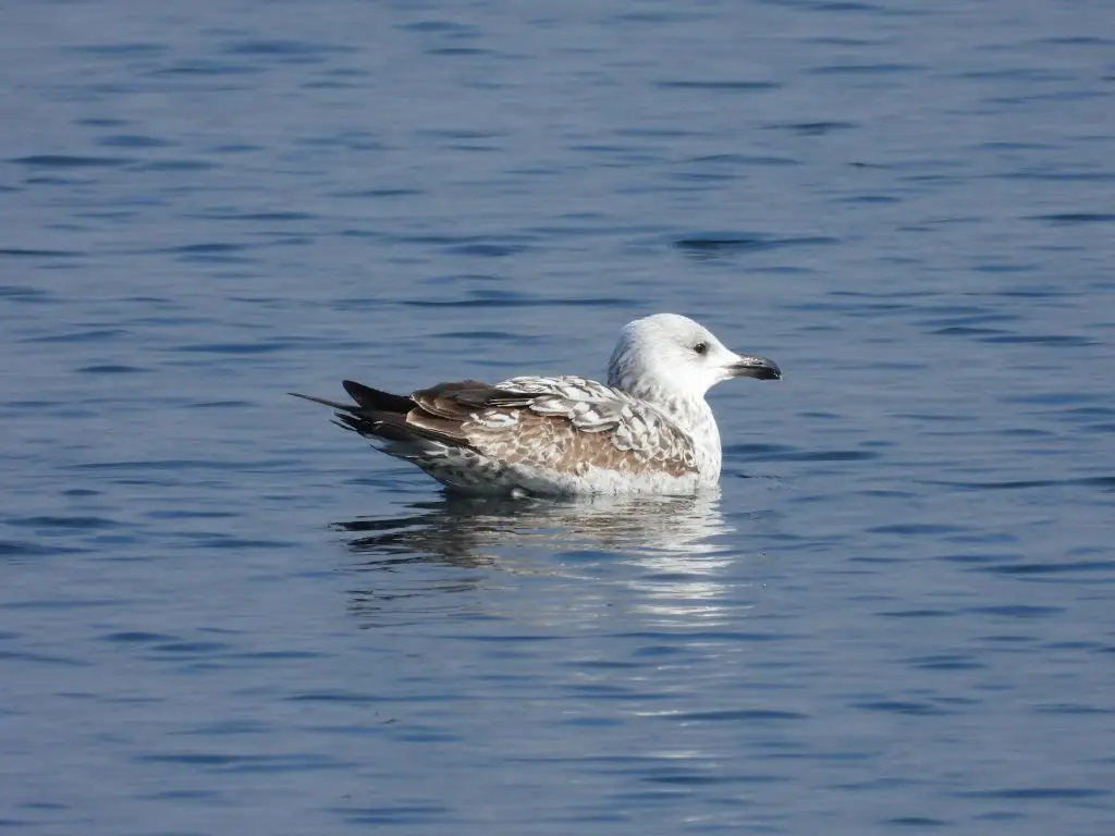 里海银鸥(Larus cachinnans)