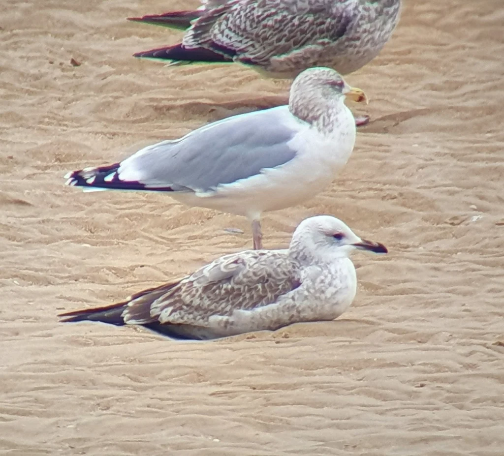里海银鸥(Larus cachinnans)