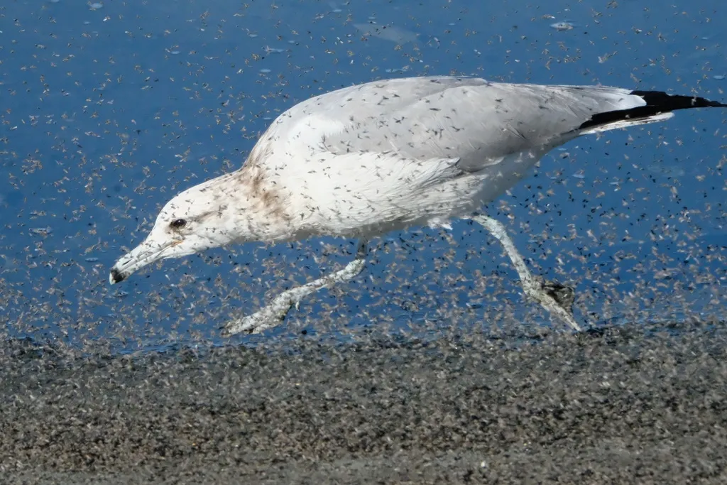 加州鸥(Larus californicus)