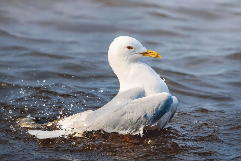 普通海鸥(Larus canus)