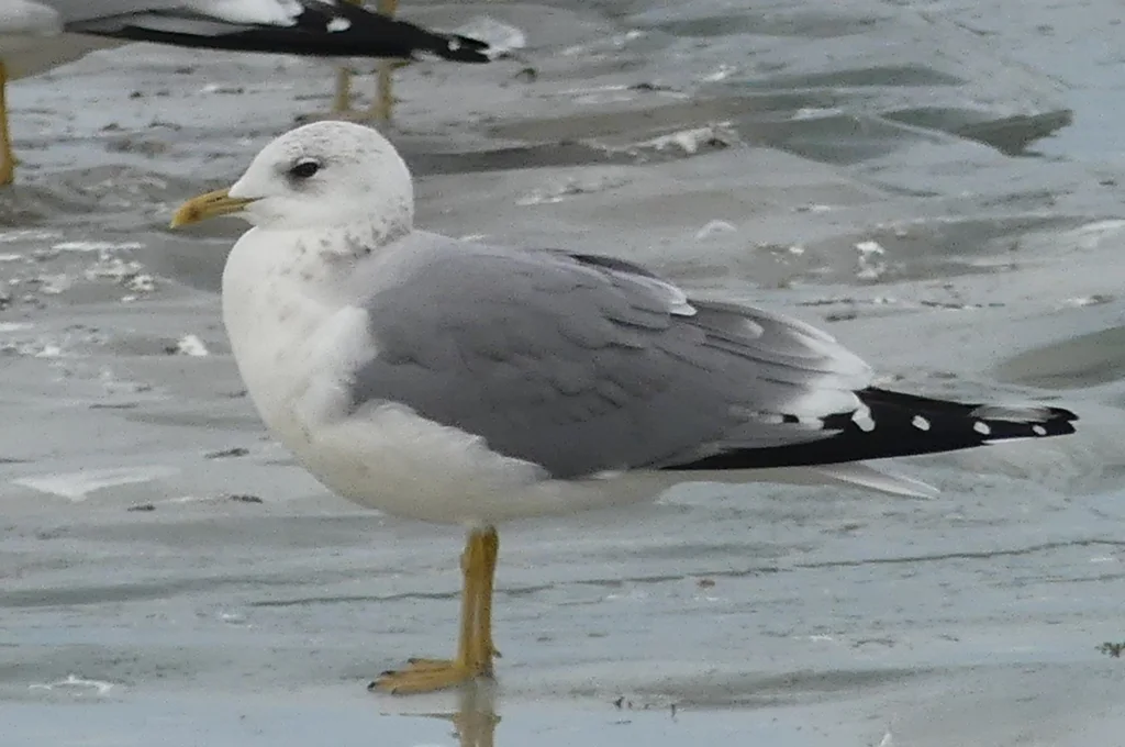 普通海鸥(Larus canus)