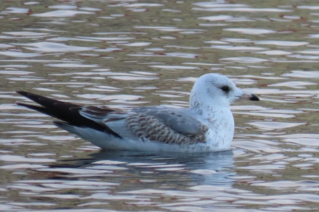 普通海鸥(Larus canus)