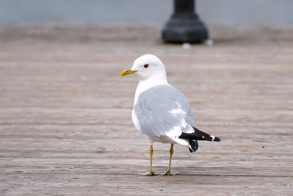 普通海鸥(Larus canus)