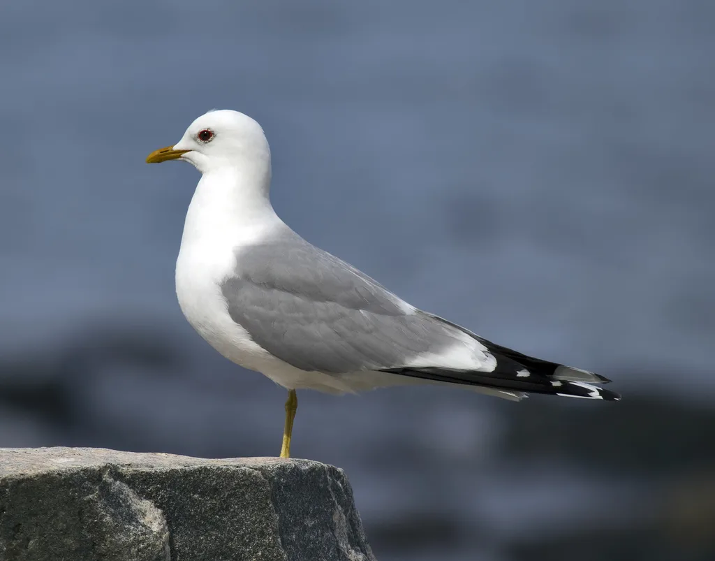 普通海鸥(Larus canus)