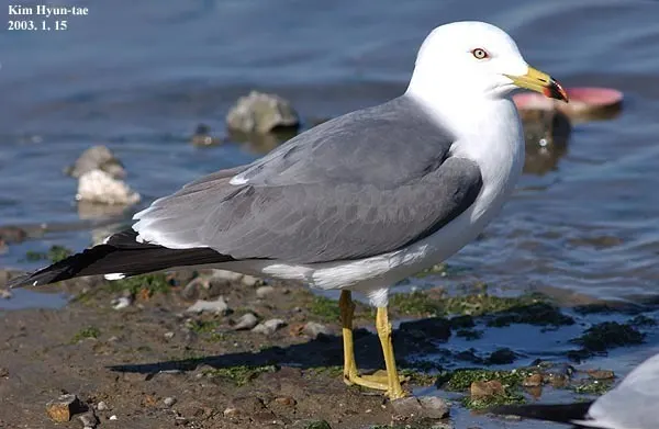 黑尾鸥(Larus crassirostris)
