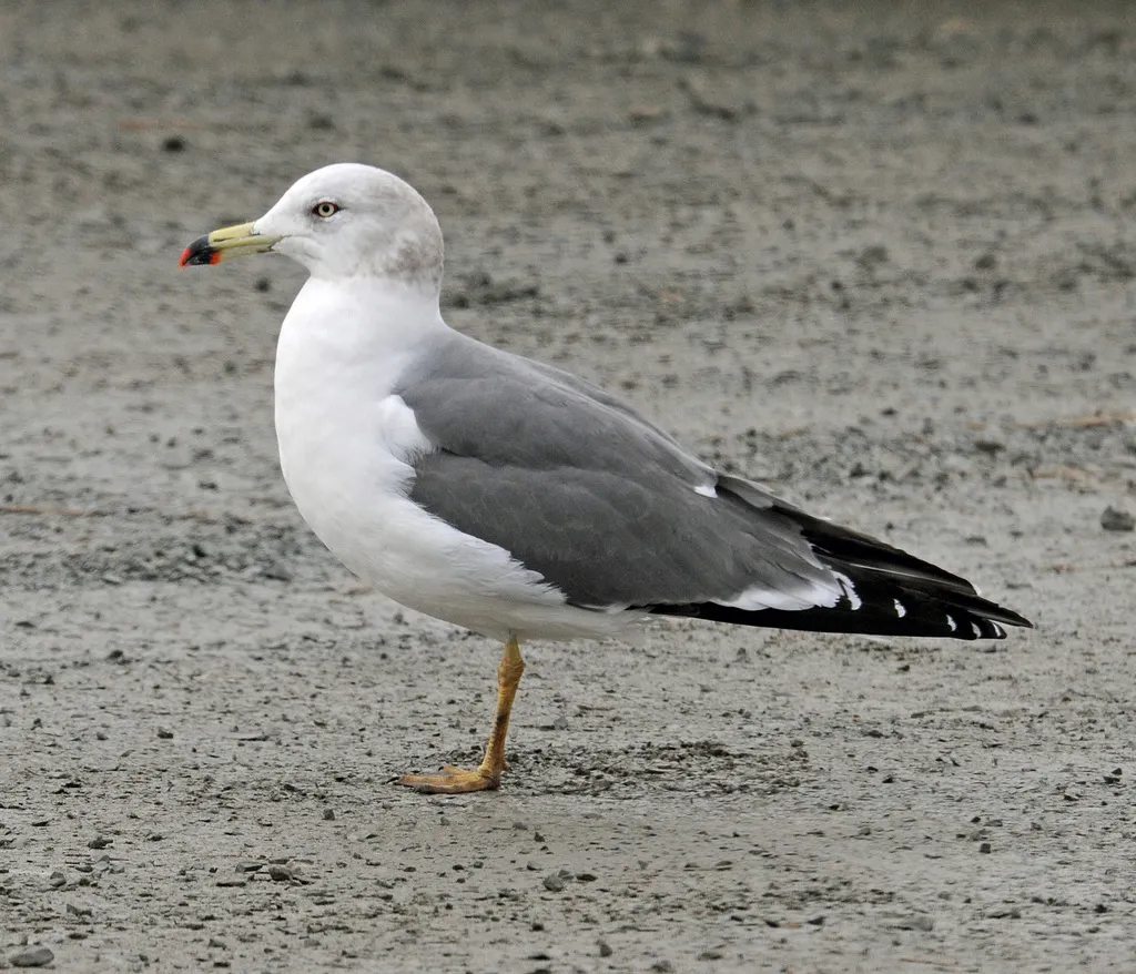 黑尾鸥(Larus crassirostris)