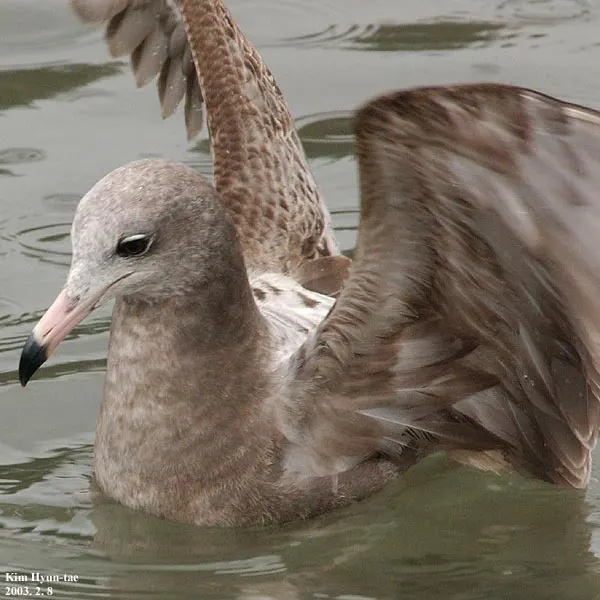 黑尾鸥(Larus crassirostris)