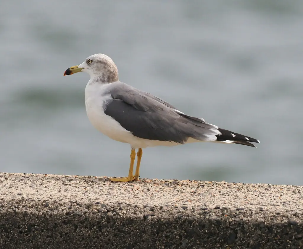 黑尾鸥(Larus crassirostris)