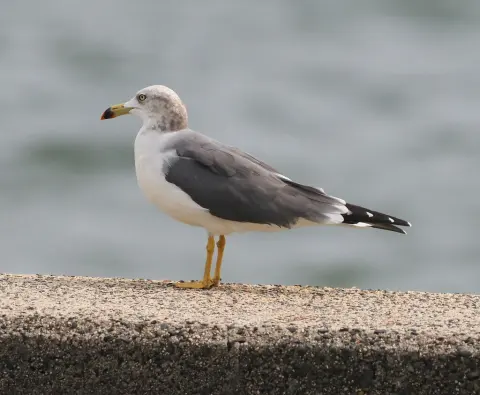 黑尾鸥