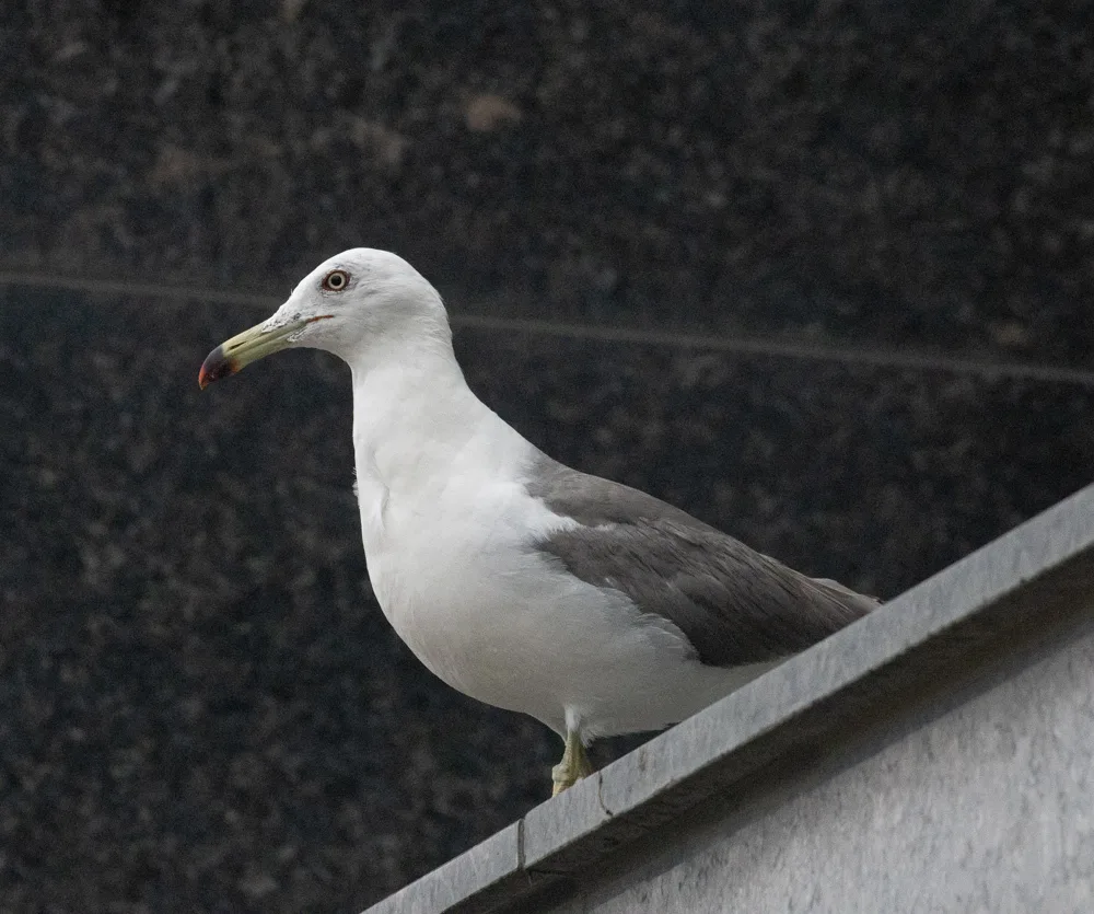 黑尾鸥(Larus crassirostris)