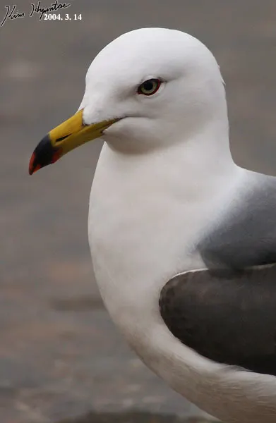 黑尾鸥(Larus crassirostris)