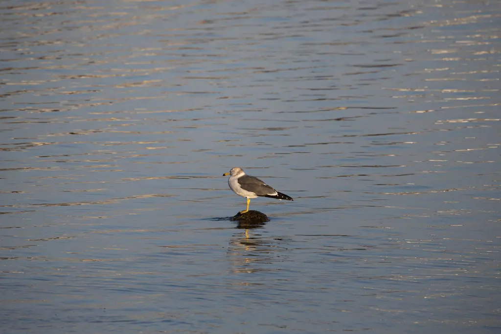 黑尾鸥（Larus crassirostris）
