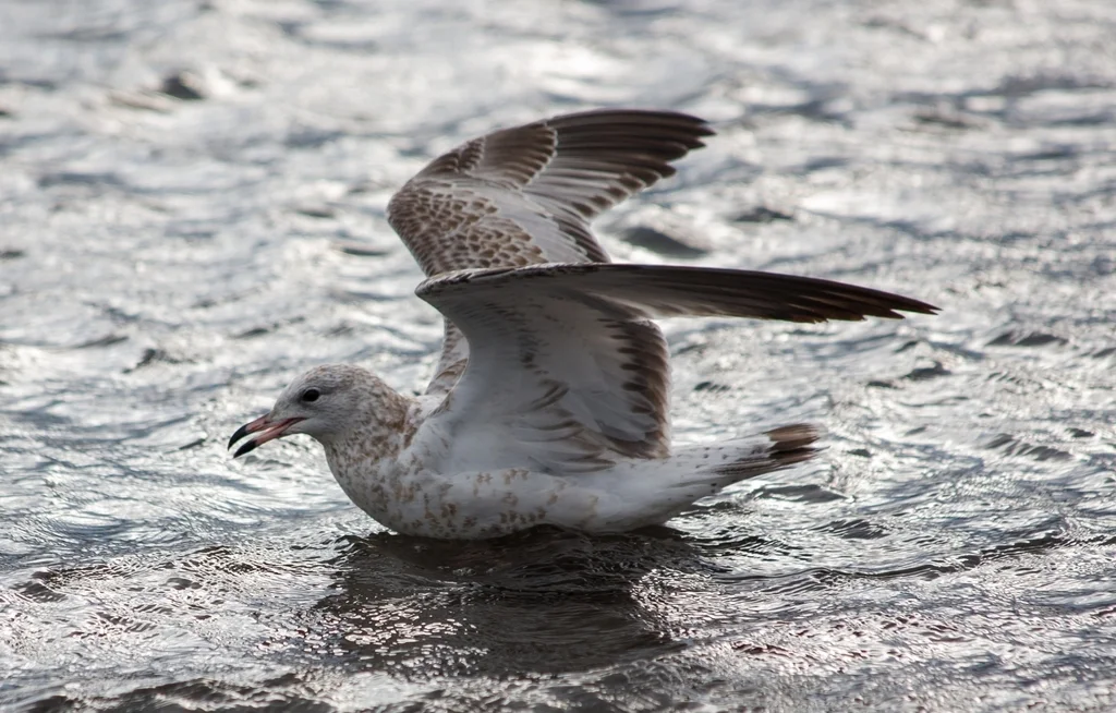 环嘴鸥(Larus delawarensis)