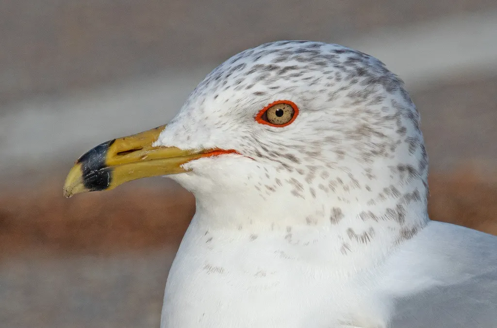 环嘴鸥(Larus delawarensis)