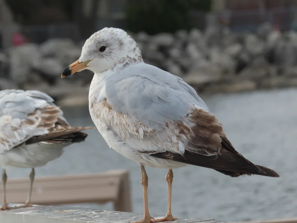 环嘴鸥(Larus delawarensis)