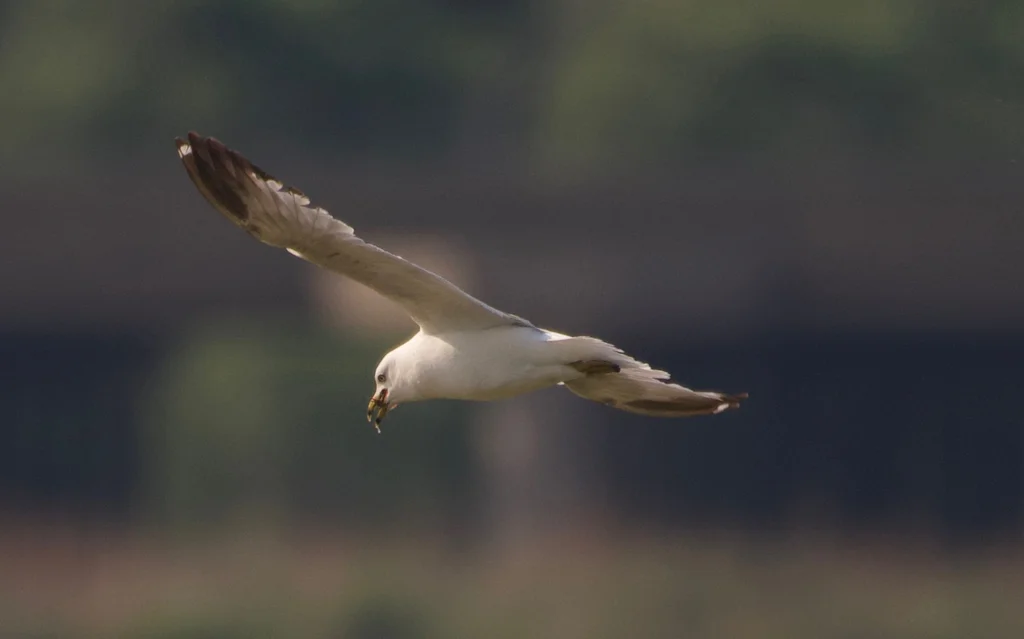 环嘴鸥(Larus delawarensis)