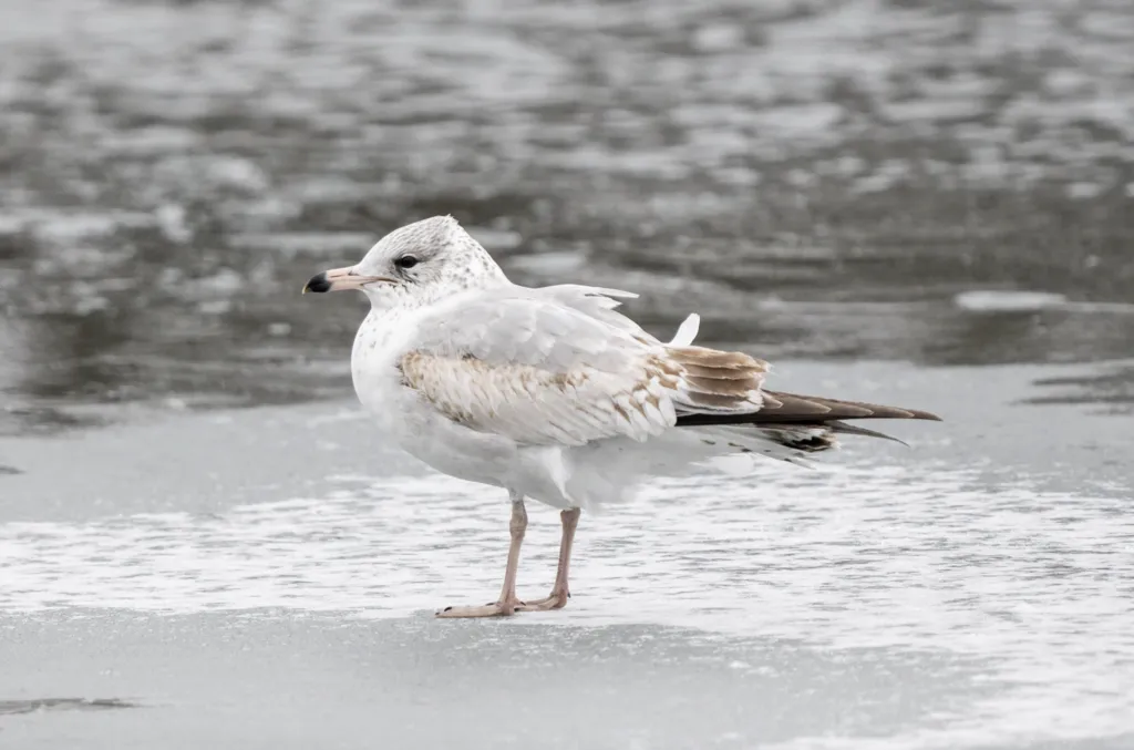 环嘴鸥(Larus delawarensis)