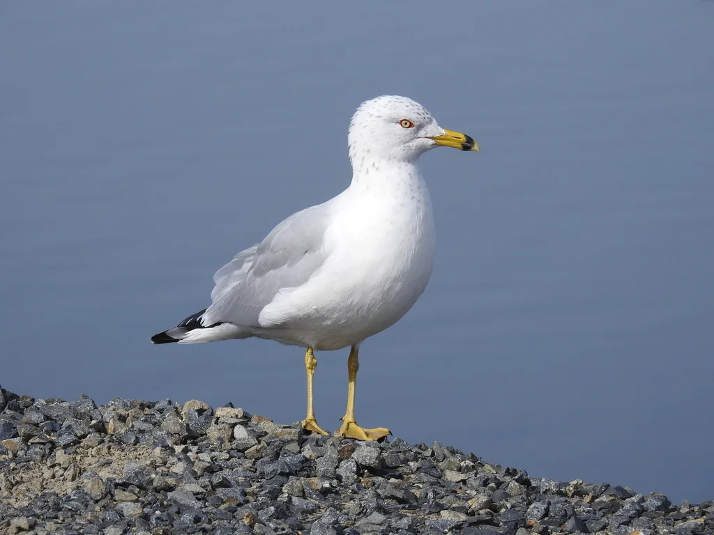环嘴鸥(Larus delawarensis)