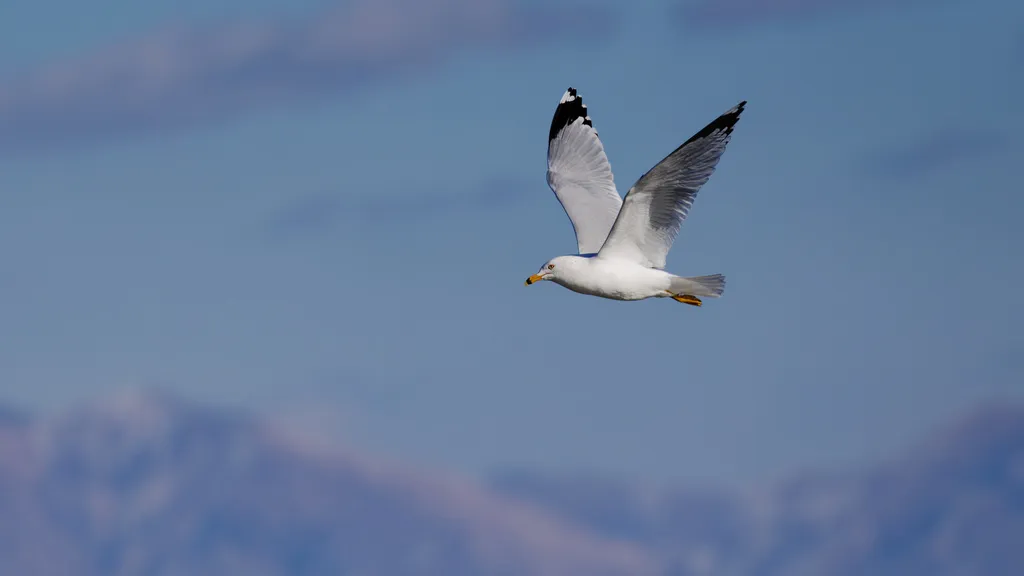环嘴鸥(Larus delawarensis)